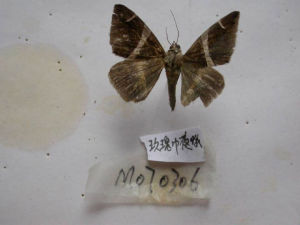 玫瑰巾夜蛾 玫瑰巾夜蛾