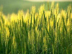 馬町村[河北石家莊平山縣崗南鎮馬町村]