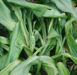 萬年青葉 萬年青葉