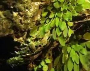 合溪石蝴蝶 合溪石蝴蝶