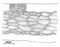 廣東擬伊藻的藻體頂端以下5cm處縱切面觀