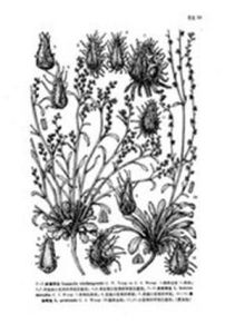 異形鶴虱 異形鶴虱