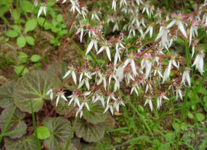 光莖虎耳草 光莖虎耳草