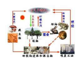 碳循環 碳循環