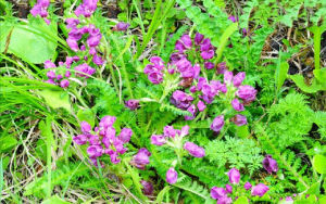 孱弱馬先蒿 孱弱馬先蒿