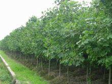 翟莊村[河南省新野縣沙堰鎮下轄村]