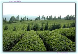 桴木焉鎮 桴木焉鎮