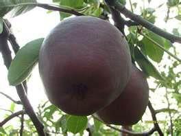 義大利黑梨 義大利黑梨