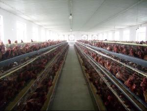 同期發情 同期發情