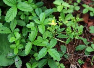 匍行狼牙委陵菜 匍行狼牙委陵菜