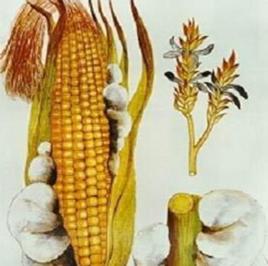 玉米黑粉菌 玉米黑粉菌