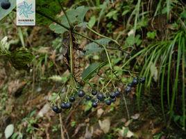 光葉白粉藤 光葉白粉藤