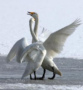 濕地保護區裡的天鵝