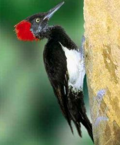 白腹黑啄木鳥