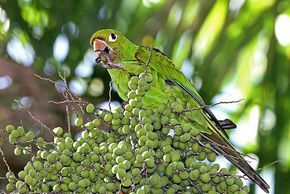 伊島錐尾鸚鵡莫吉亞種 伊島錐尾鸚鵡莫吉亞種