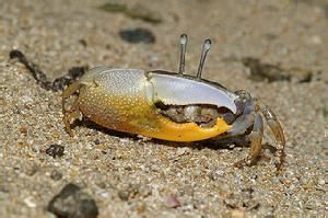 賈瑟琳招潮蟹 賈瑟琳招潮蟹