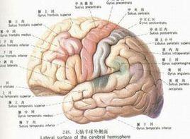 腦細胞脫水 腦細胞脫水