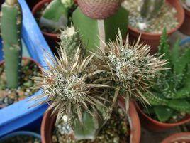 月之童子 月之童子