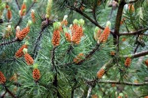 蘇格蘭松 蘇格蘭松