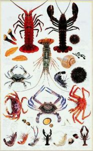 甲殼綱