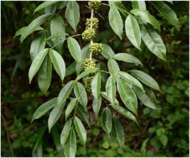 大葉花椒莖葉 大葉花椒莖葉