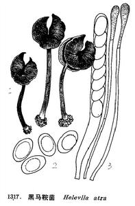 黑馬鞍菌