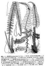 長羽芽胞耳蕨 (原變種) 長羽芽胞耳蕨 (原變種)