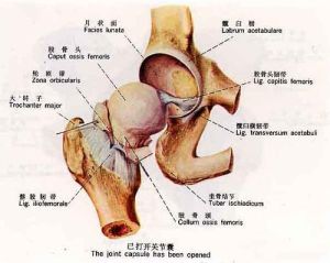 關節酸痛 關節酸痛