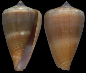 瑞奧氏芋螺 瑞奧氏芋螺