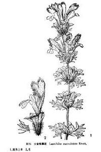 大齒兔唇花 大齒兔唇花