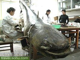 亞馬遜鮎魚 亞馬遜鮎魚