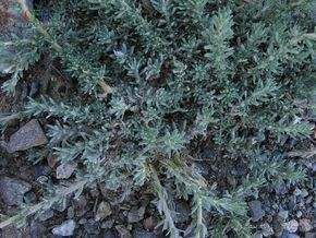 木地膚（原變種）