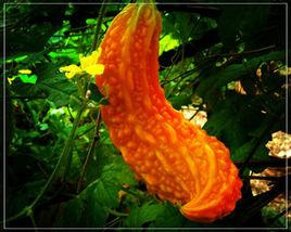 甜苦瓜籽 甜苦瓜籽