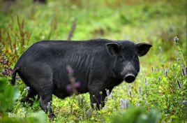 黑豬肉 黑豬肉
