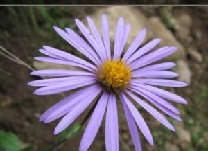 灰毛萎軟紫菀 灰毛萎軟紫菀