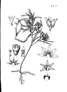 地梢瓜（原變種）