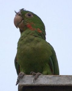 白眼錐尾鸚鵡阿根廷亞種 白眼錐尾鸚鵡阿根廷亞種