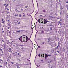 pas[一種化學反應的簡稱]