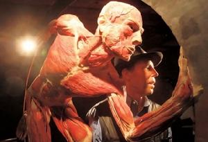 人體塑化 人體塑化