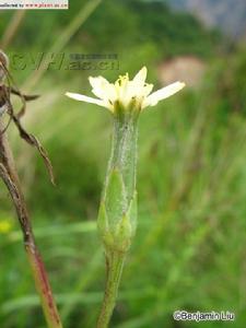 婆羅門參屬植物