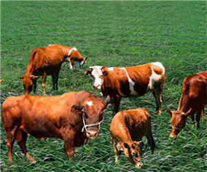 白石頭村 白石頭村