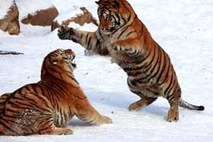 兩虎相鬥,必有一傷 兩虎相鬥,必有一傷