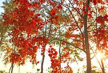 鹽都大馬溝生態公園高清組圖2