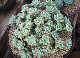 勞爾[植物名稱]