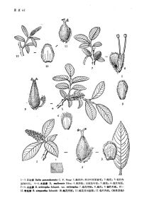 山生柳(原變種)