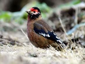 紅眉金翅雀 紅眉金翅雀