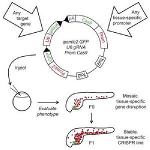 組織特異性表達載體 組織特異性表達載體