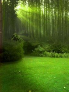 黑森樹魘 黑森樹魘