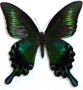 綠帶翠鳳蝶 綠帶翠鳳蝶