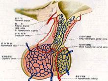 產後腺垂體功能減退症